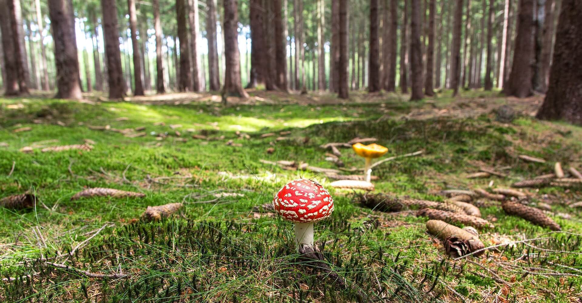 Aventure foret